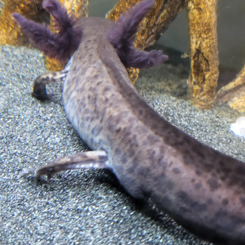 Vends bébés axolotls