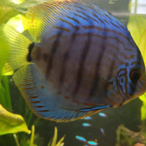 Discus