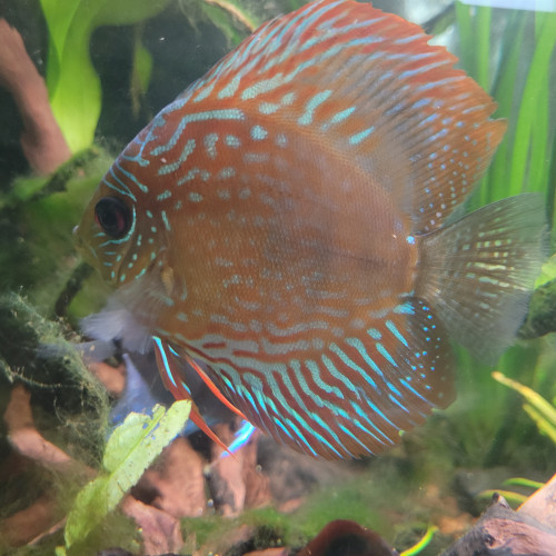 Discus