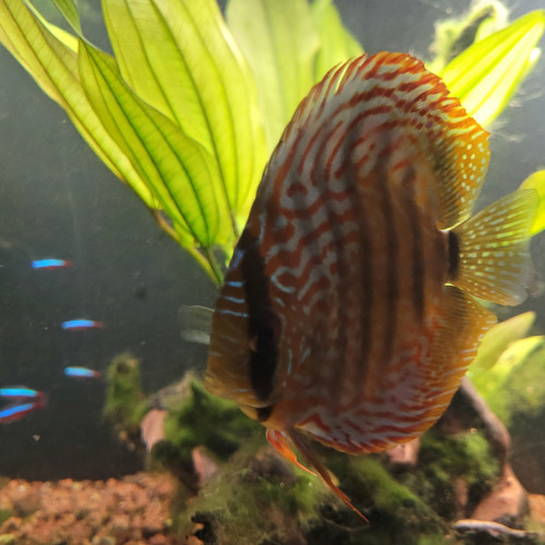 Discus