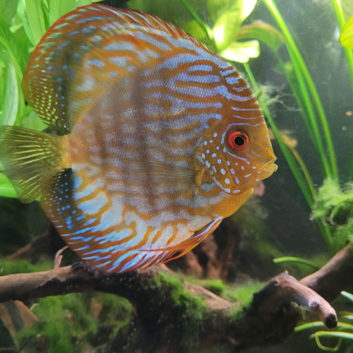 Discus