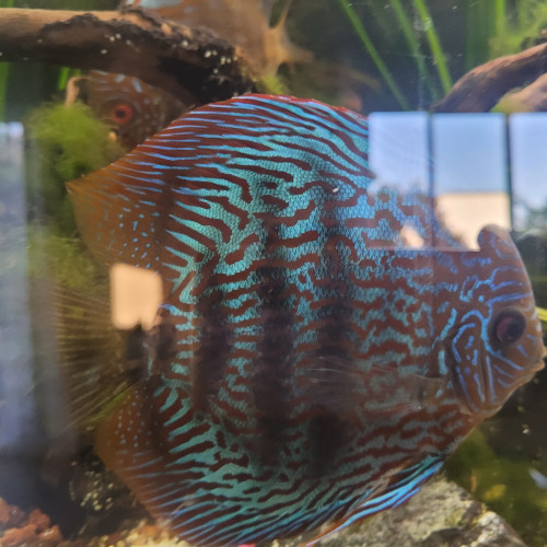 Discus