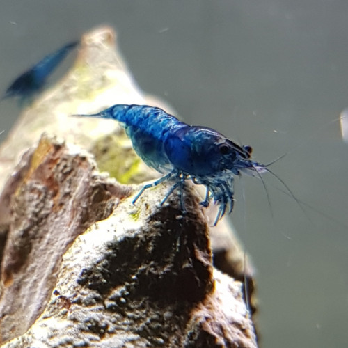 Crevette Neocaridina Blue Velvet