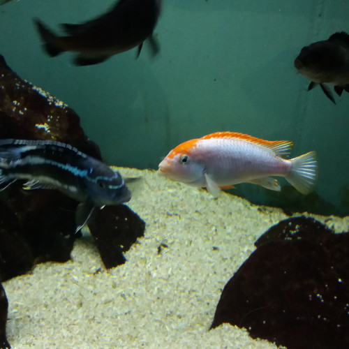 Pseudotropheus red top ndumbi (cichlidé du lac Malawi)