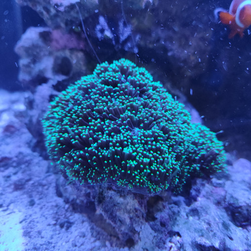 Ventes divers coraux