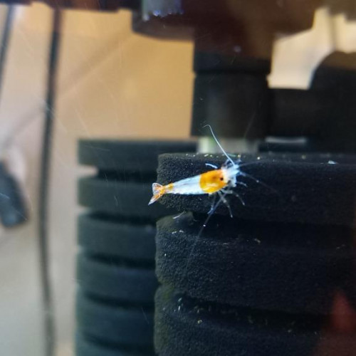 CREVETTES RILI ORANGE