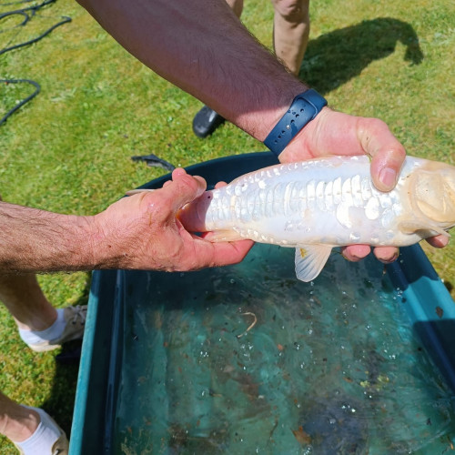 Carpes koi