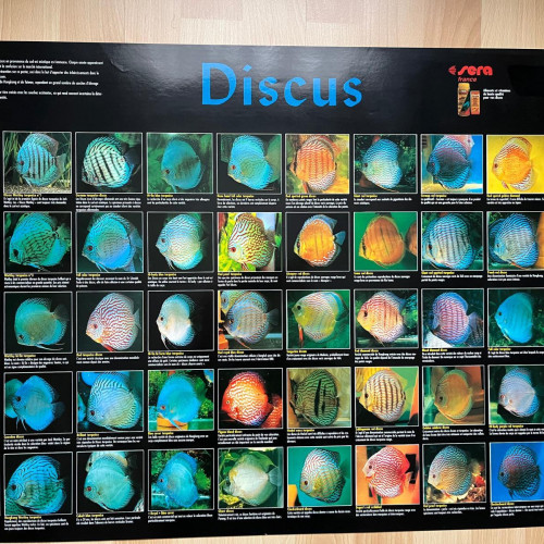 Superbe poster "Les Discus"