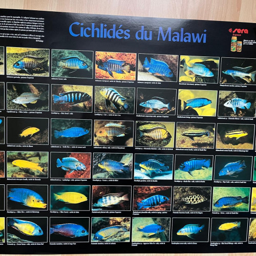 Magnifique poster avec les Cichlidés du lac Malawi