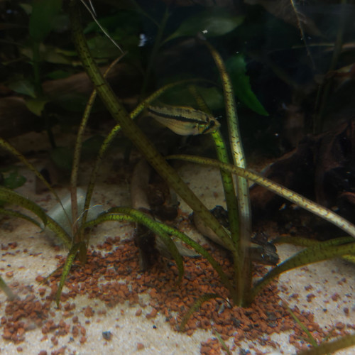 Apistogramma Cacatuoides