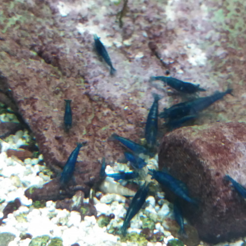 Neocaridina davidi var. blue dream