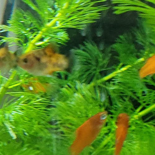 Juveniles platy