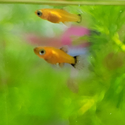 Juveniles platy