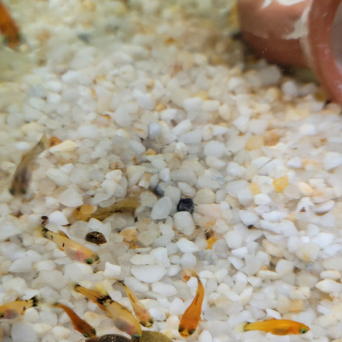 Juveniles platy