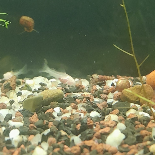 Corydoras albinos