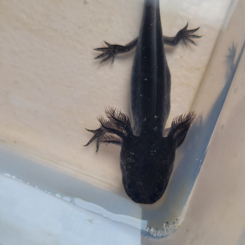 Ambystoma mexicanum