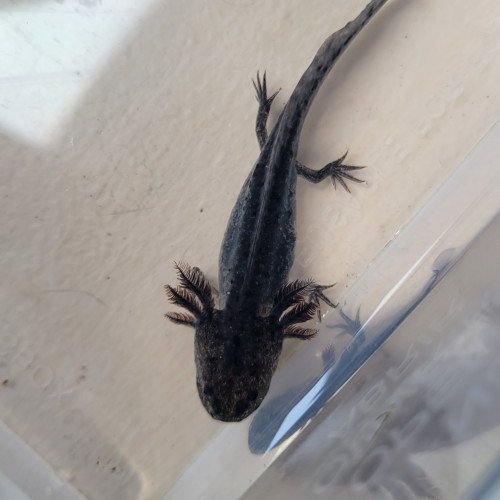 Ambystoma mexicanum