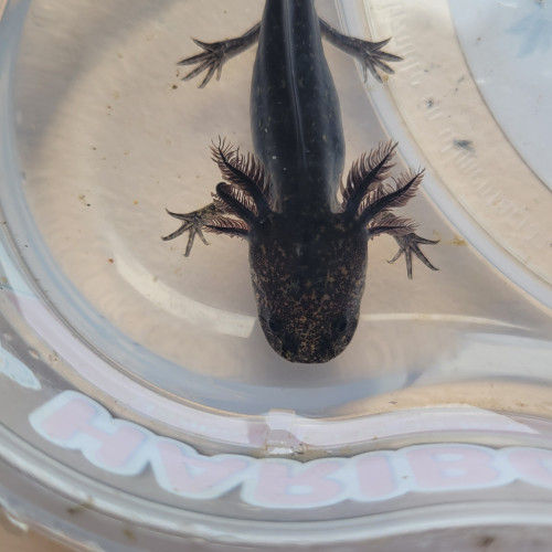 Ambystoma mexicanum