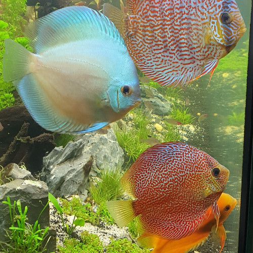 Vends DISCUS CAUSE DÉMÉNAGEMENT