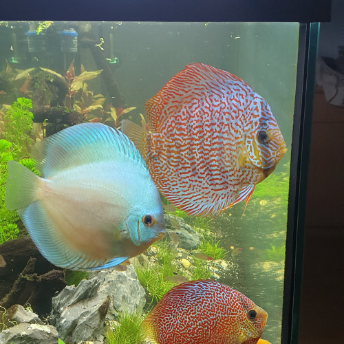 Vends DISCUS CAUSE DÉMÉNAGEMENT