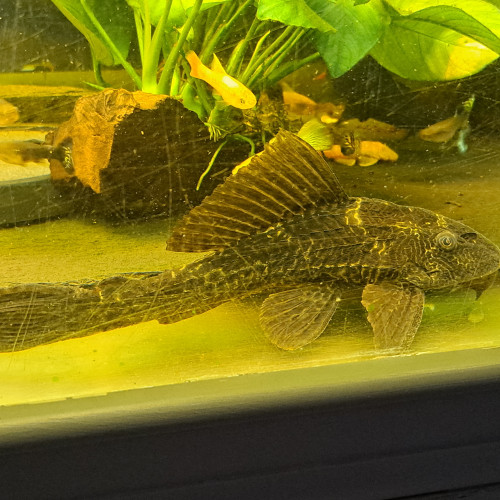 Pleco 30cm adulte