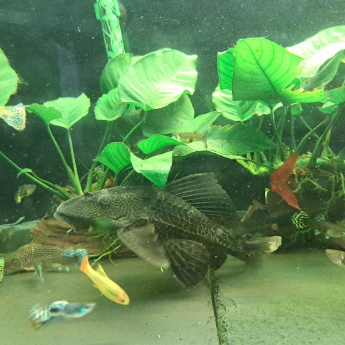 Pleco 30cm adulte