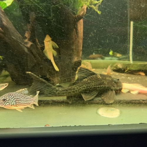 Pleco 30cm adulte