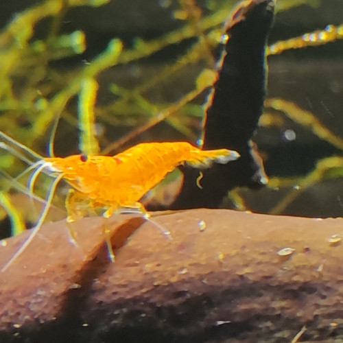 Crevette neocaridina orange