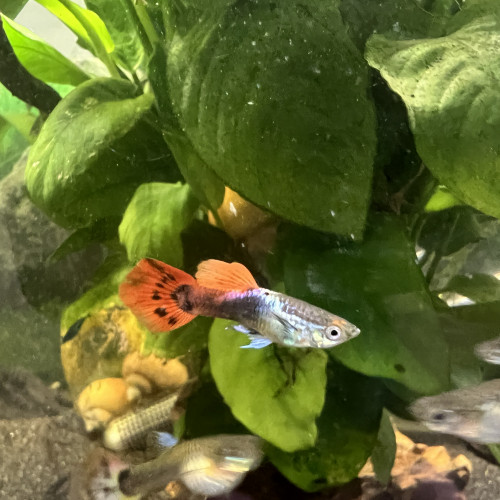 Guppy male