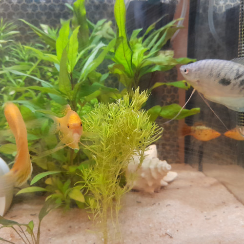 Echange gourami pour poissons amazoniens