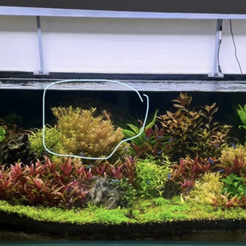 Plant aquarium rotala h’ra