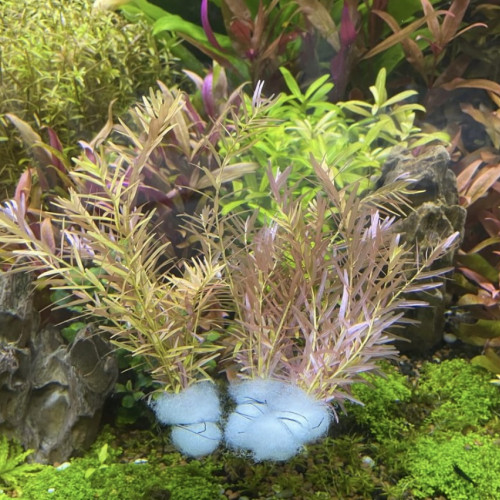 Plant aquarium rotala h’ra