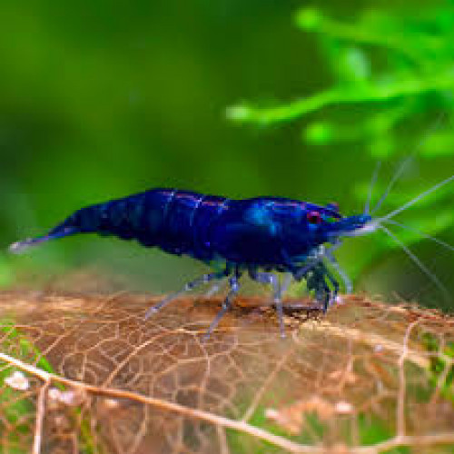 Neocaridina Davidi Blue Velvet