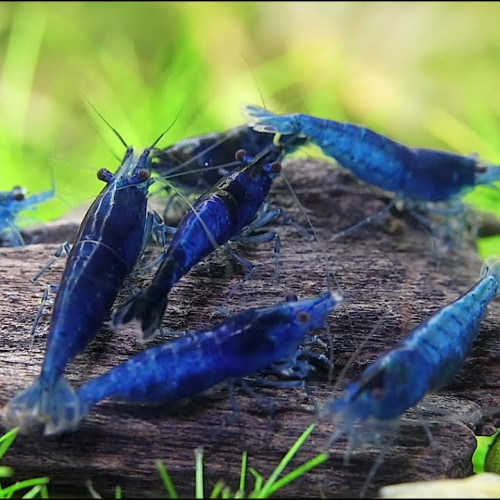 Neocaridina Davidi Blue Velvet