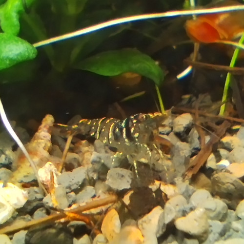 Caridina Pareparensis Malawa