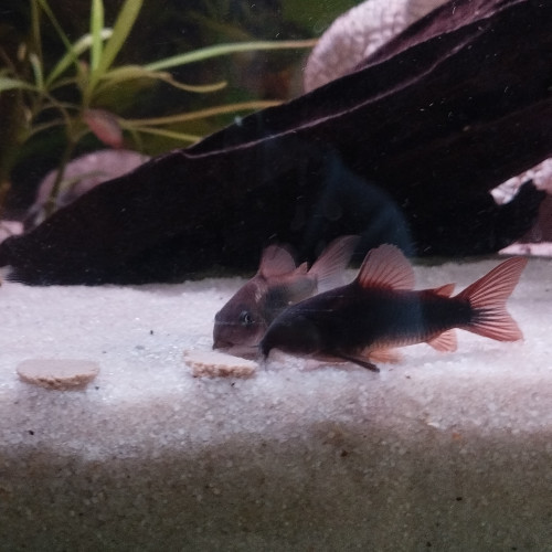 4 corydoras black Vénézuela