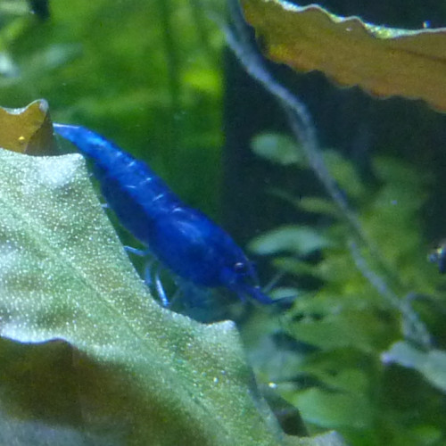 Neocaridina Davidi var. blue velvet