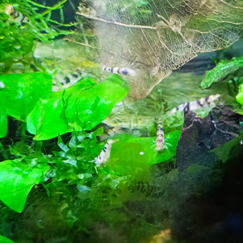 Caridina sp. Racoon Tiger