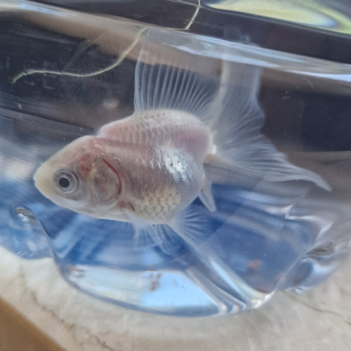 Oranda voilé blanc  A DONNER