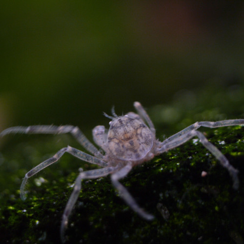 Cherche crabes Limnopilos Naiyanetri