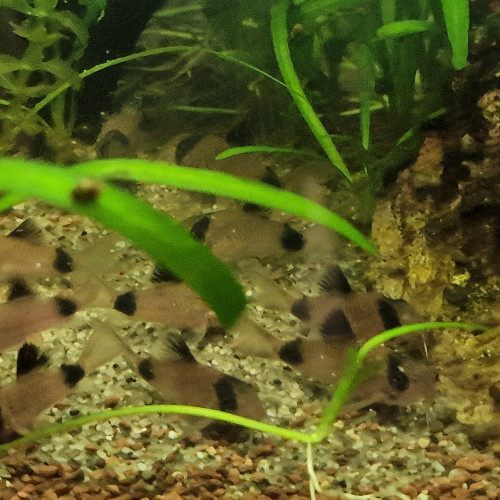 Lot de 6 Corydoras Panda