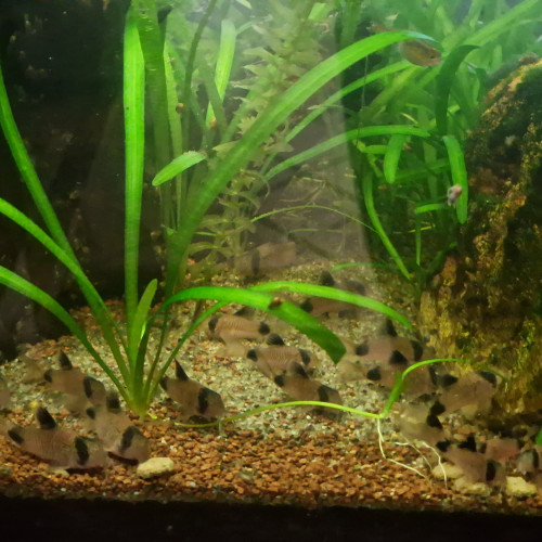 Lot de 6 Corydoras Panda