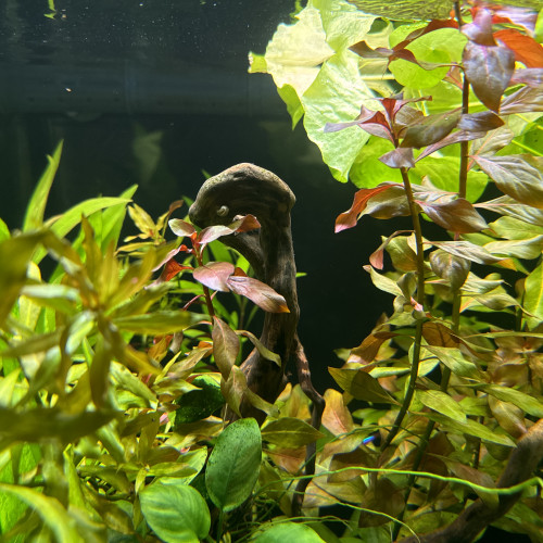 Hygrophila polysperma rosaenervig