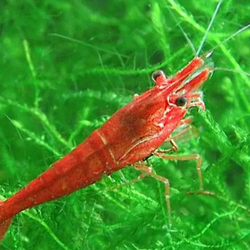 Vends crevettes red chery