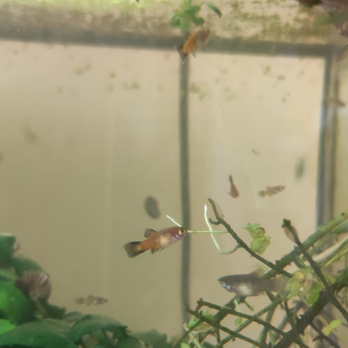 Donne platys males/femelles adultes et juveniles