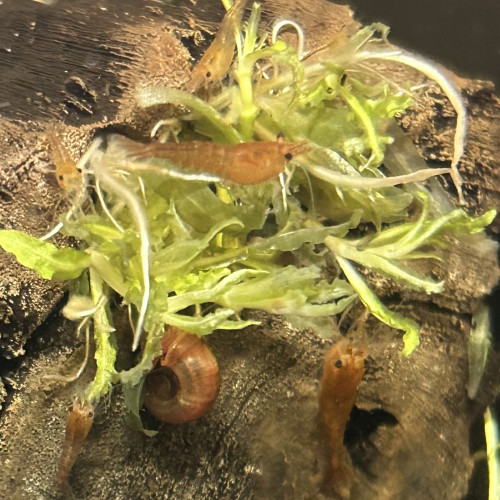 Crevette neocaridina davidi « Sakura Orange »