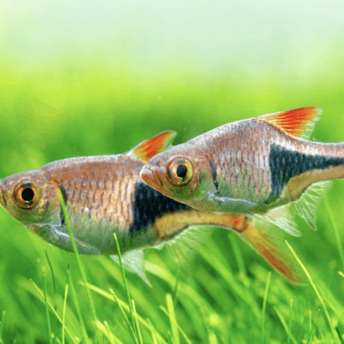 Donne Rasbora arlequin