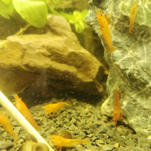 Neocaridina heteropoda Sunkist Orange