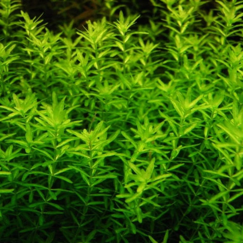 Plantes d'aquarium à croissance rapide