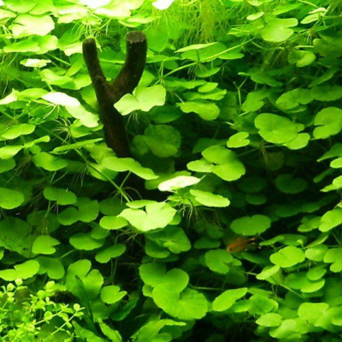 Plantes d'aquarium à croissance rapide